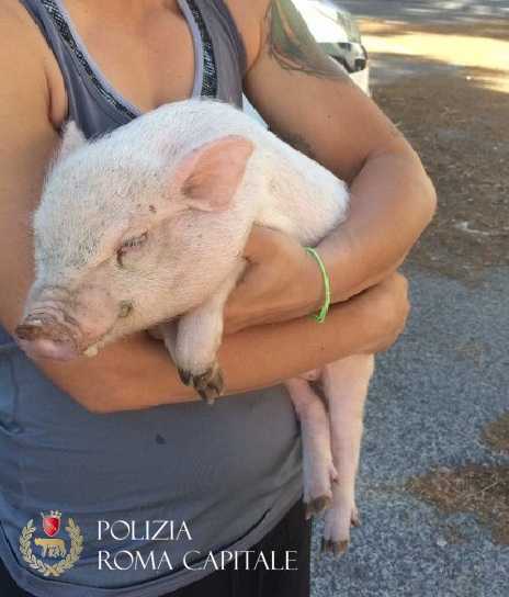 Maialino salvato dai Vigili