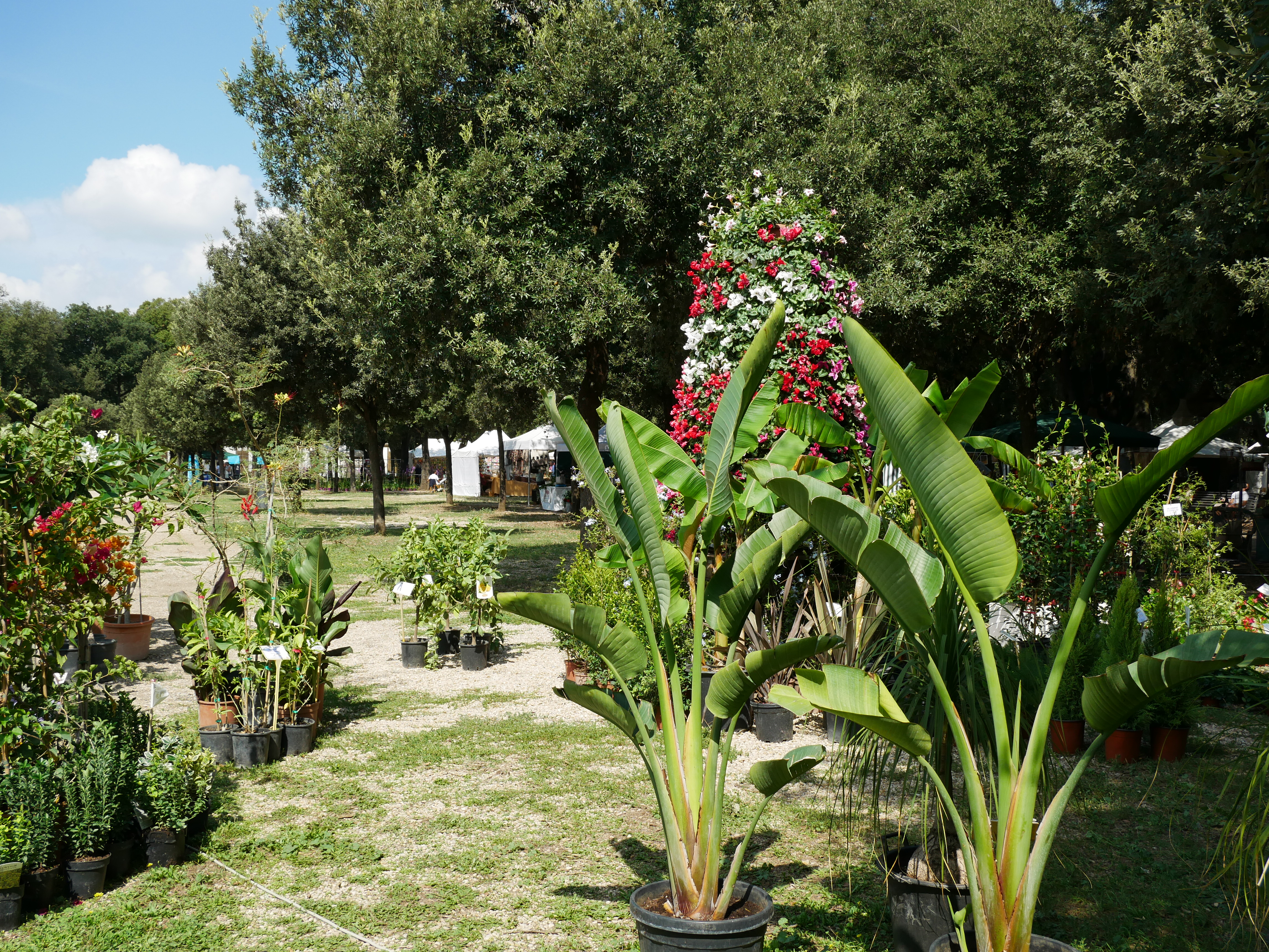 La Conserva della Neve