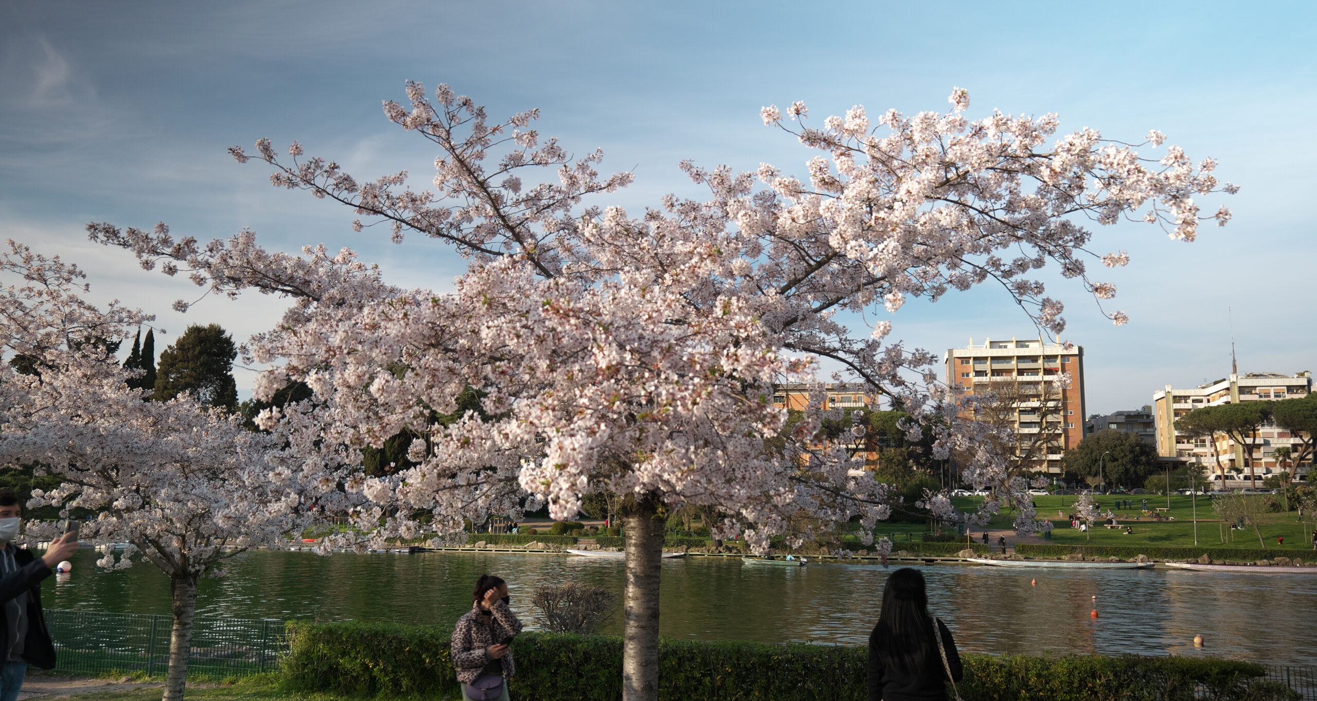 Ciliegi in fiore all'Eur