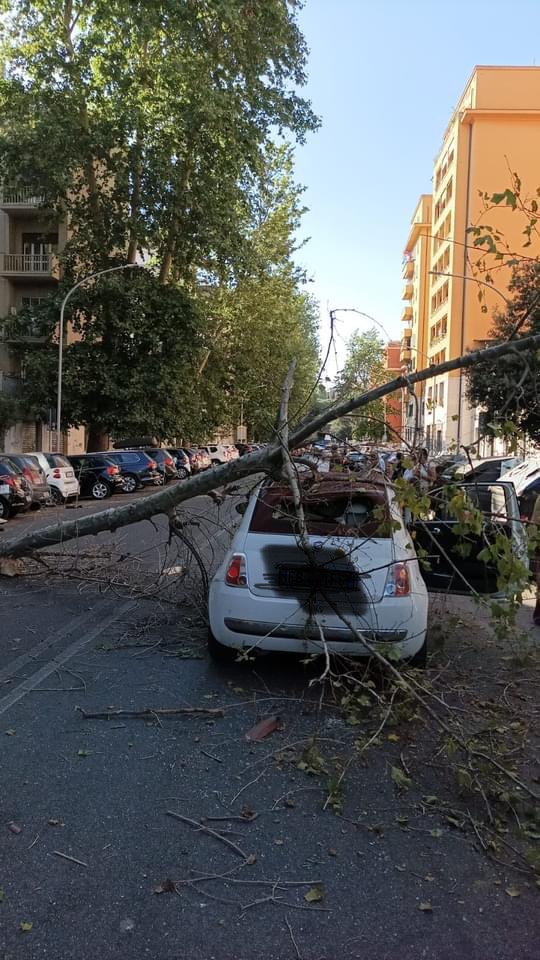 Cade albero a via Pannonia